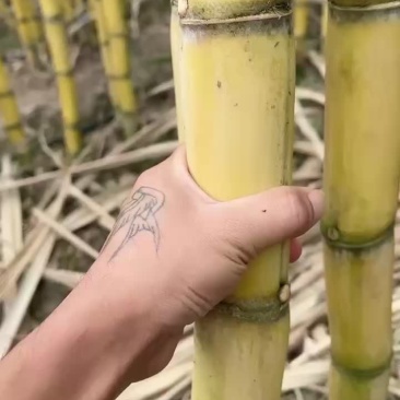 西双版纳黄黑皮甘蔗大量上市电话联系