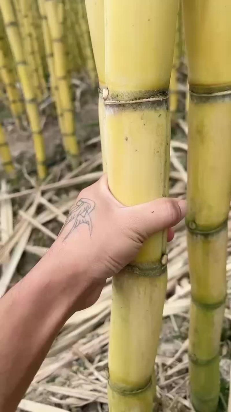 西双版纳黄黑皮甘蔗大量上市电话联系