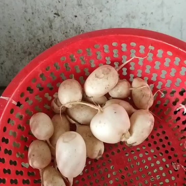 白萝卜