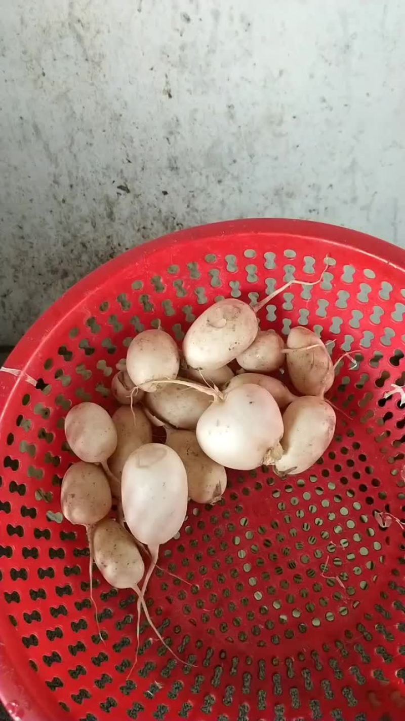 白萝卜