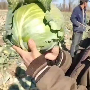 铁头大头菜
