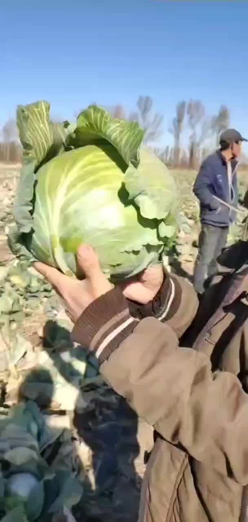 铁头大头菜