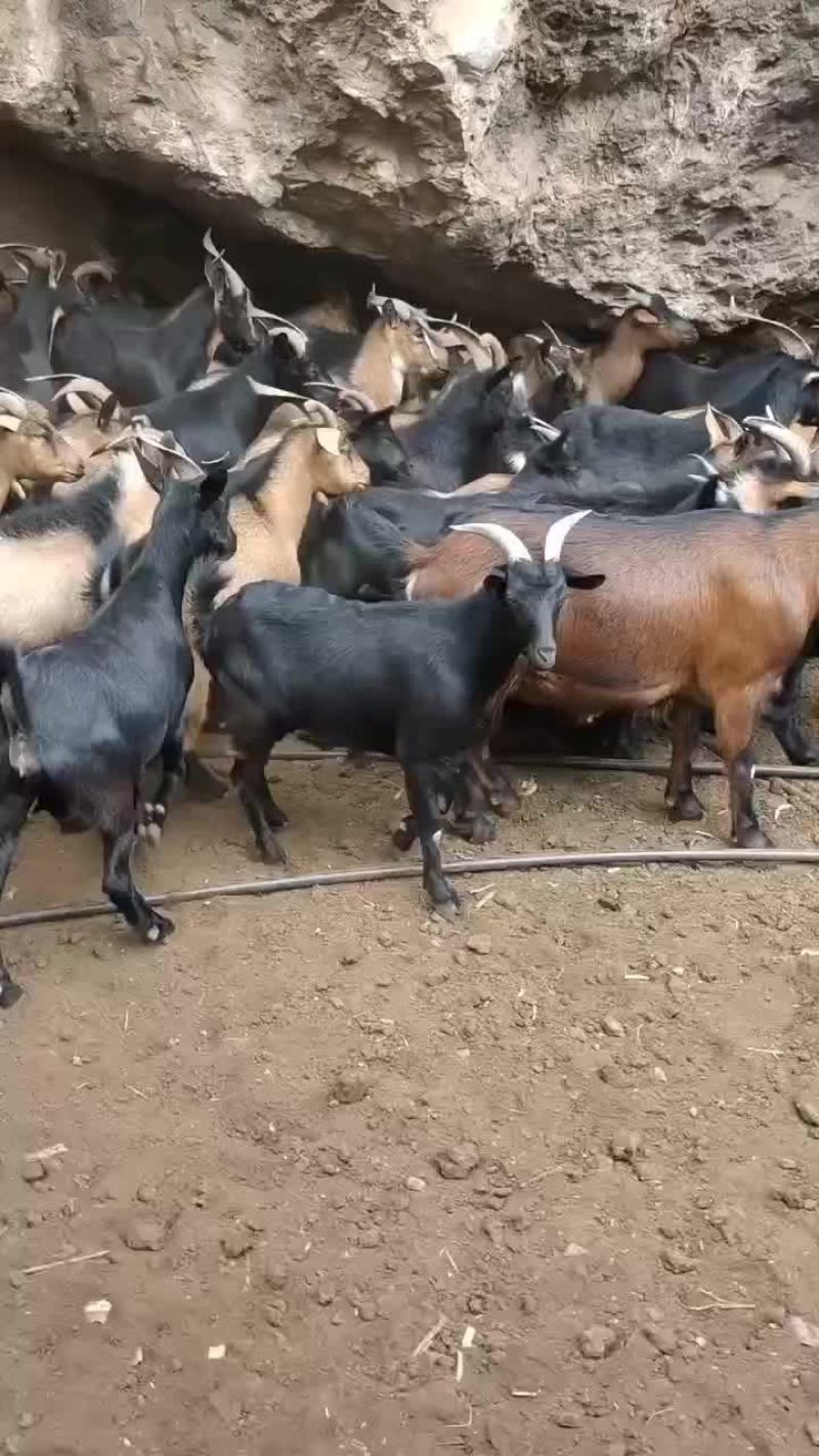 黑山羊
