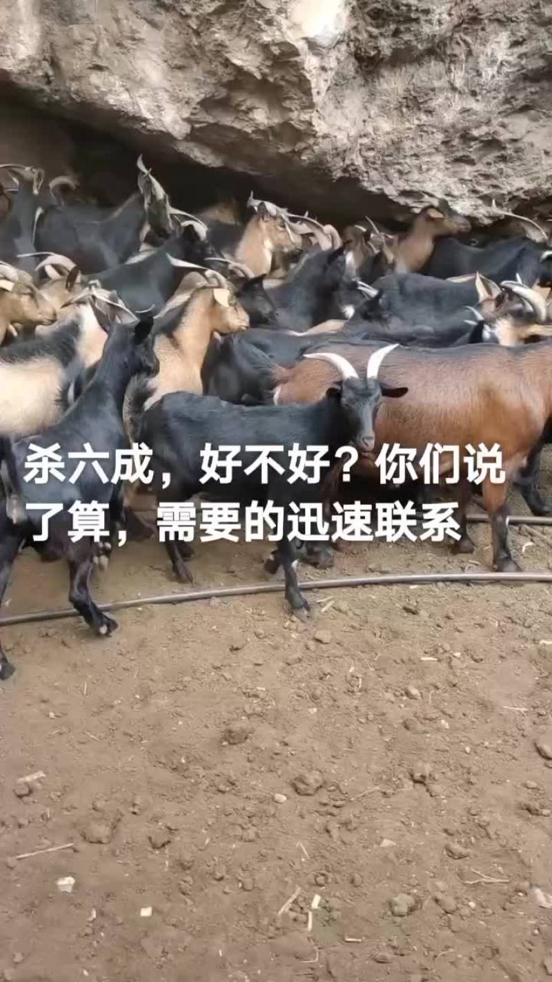 黑山羊