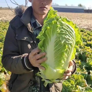 大量批发大白菜