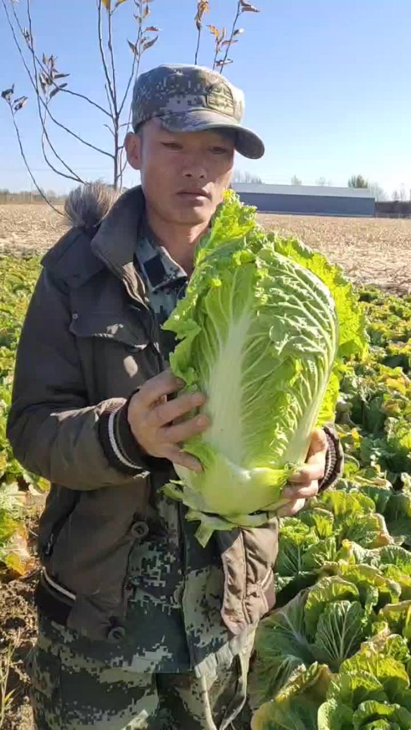 大量批发大白菜