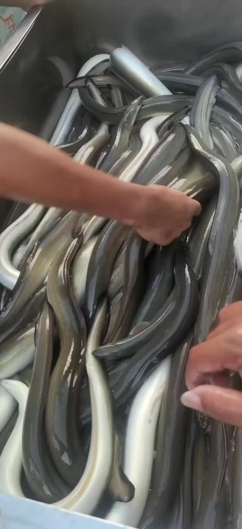 大量出售各种规格老鳗鱼，爽鳗，脆鳗，