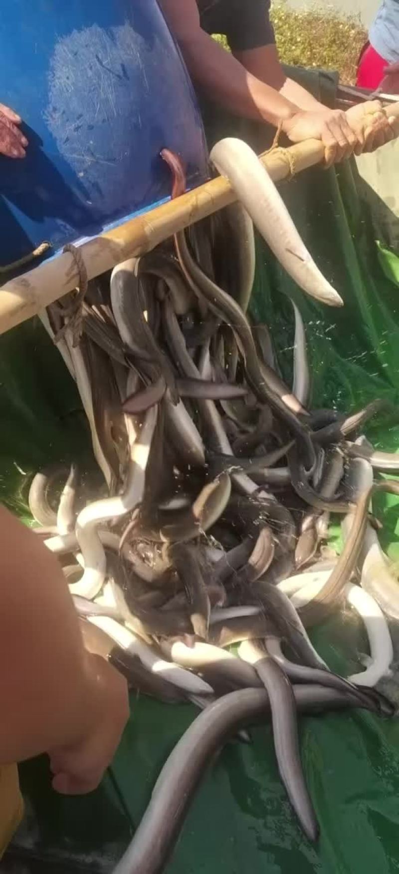 大量出售各种规格老鳗鱼，爽鳗，脆鳗，