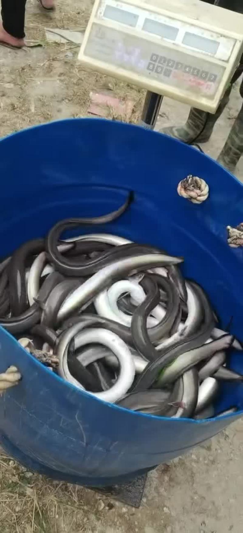 大量出售各种规格老鳗鱼，爽鳗，脆鳗，