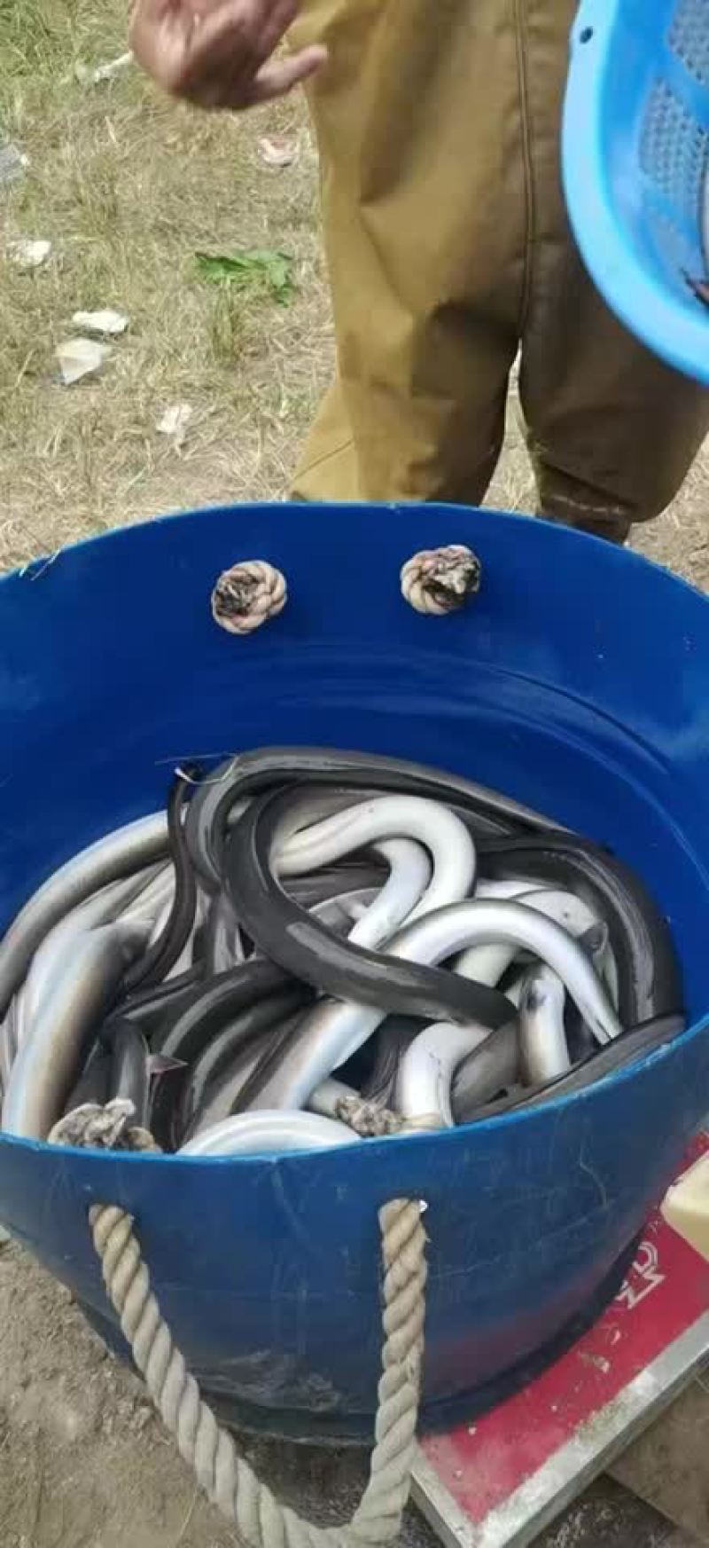 大量出售各种规格老鳗鱼，爽鳗，脆鳗，