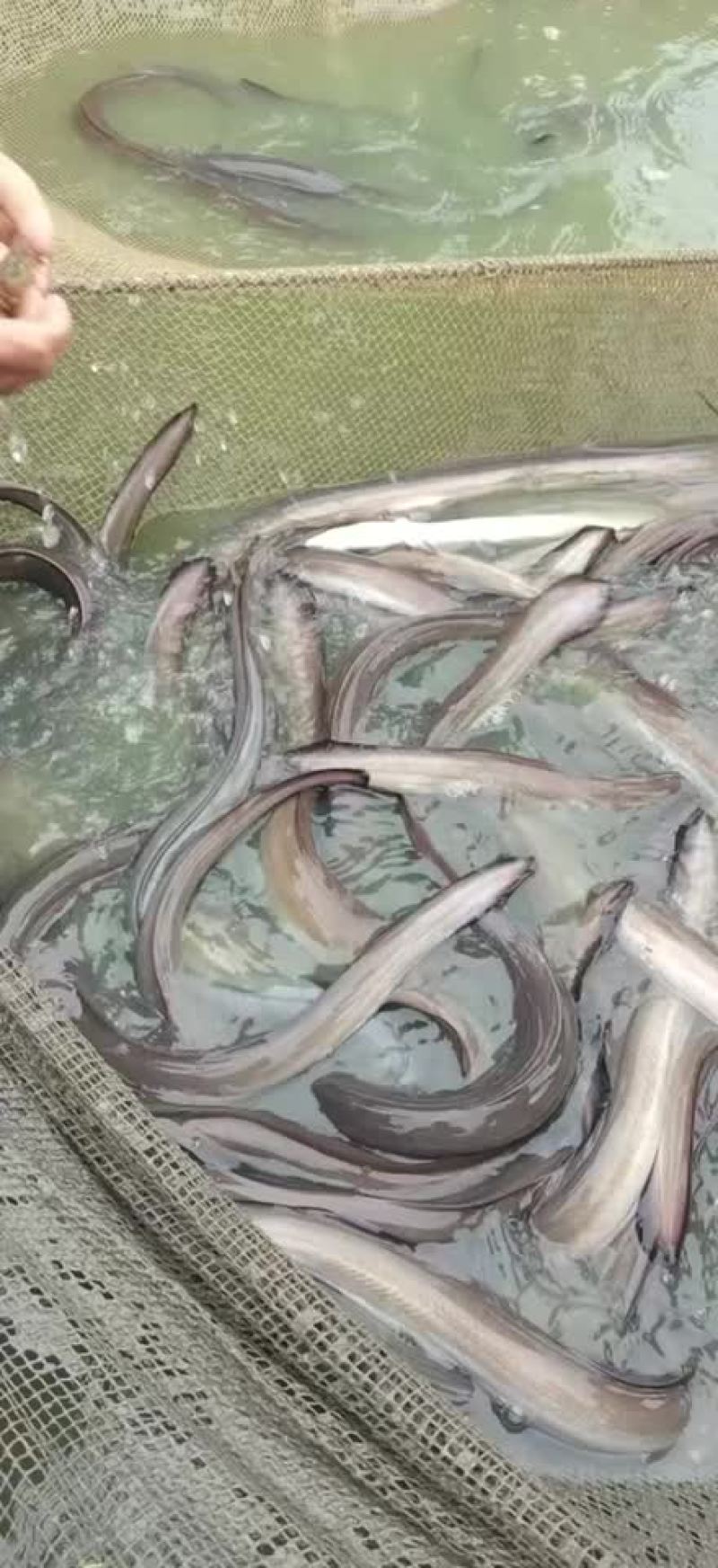 大量出售各种规格老鳗鱼，爽鳗，脆鳗，