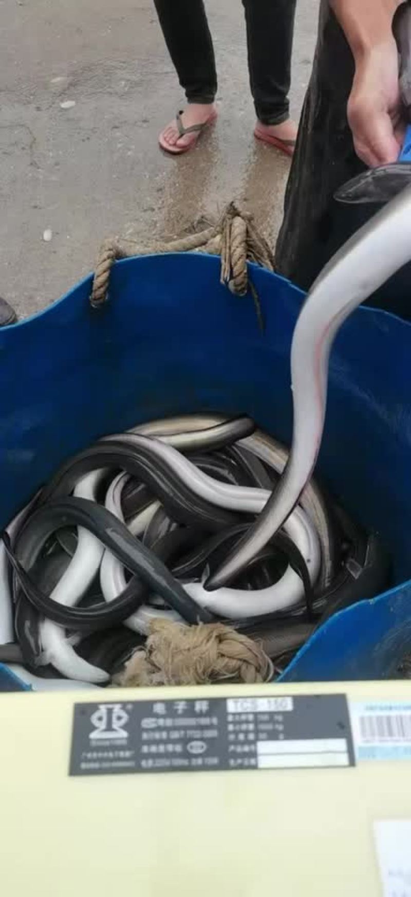 大量出售各种规格老鳗鱼，爽鳗，脆鳗，