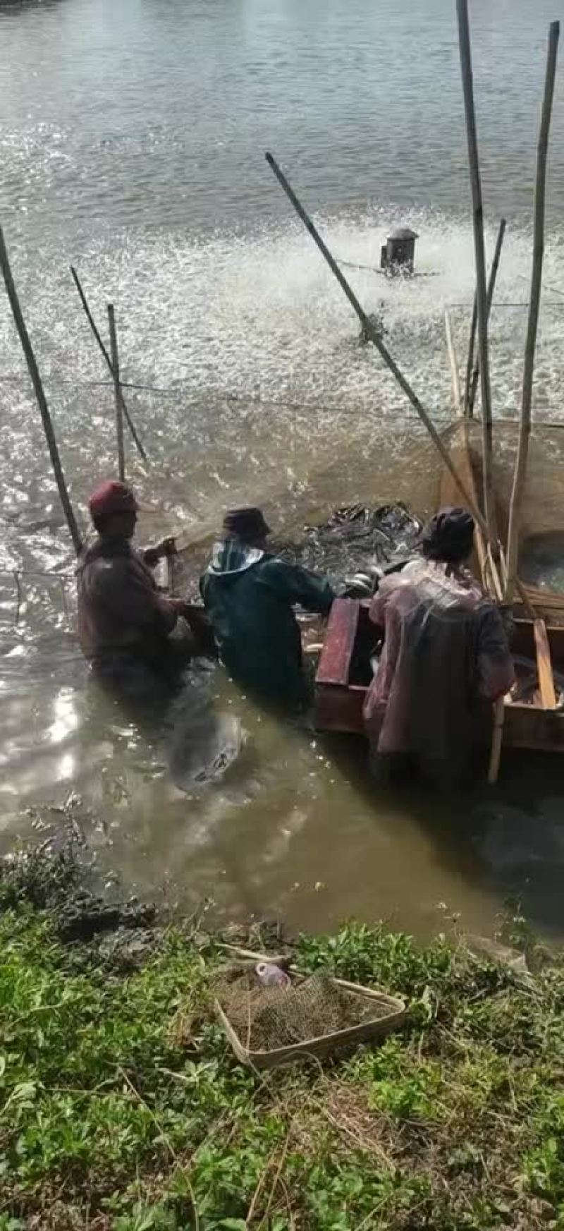 大量出售各种规格老鳗鱼，爽鳗，脆鳗，