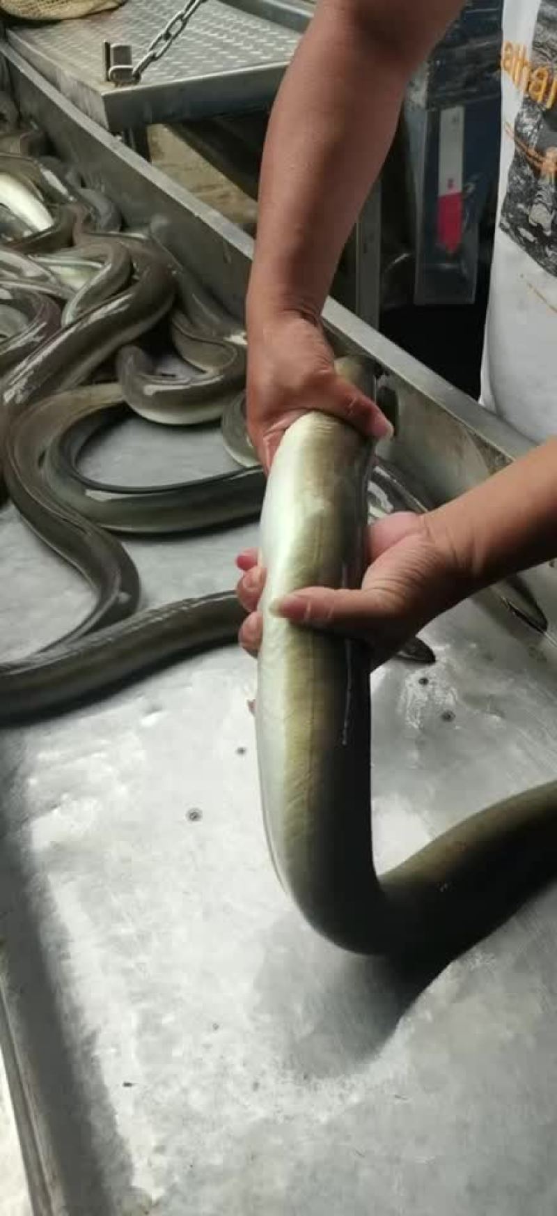 大量出售各种规格老鳗鱼，爽鳗，脆鳗，