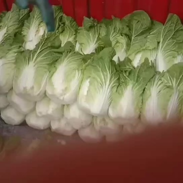 大白菜有货有需要的联系我量大，产地直供