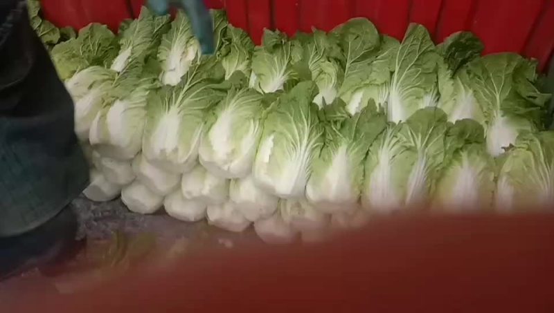 大白菜有货有需要的联系我量大，产地直供