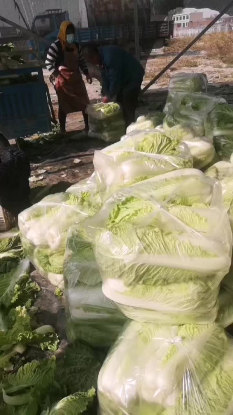大白菜有货有需要的联系我量大，产地直供