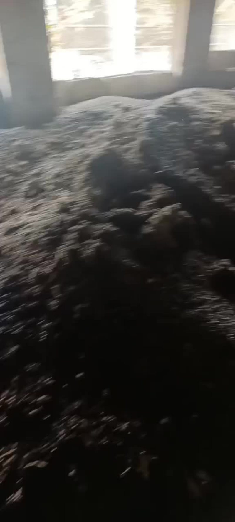 羊粪