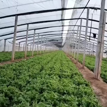 生菜，苦菊