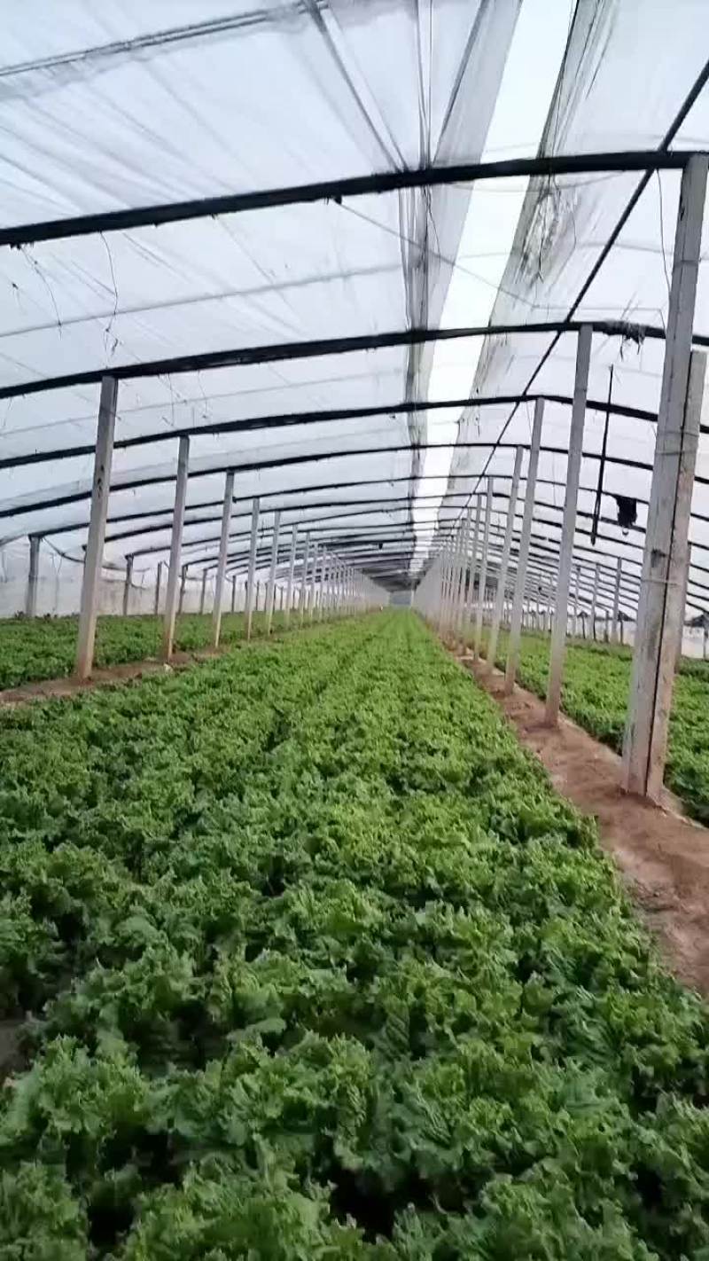 生菜，苦菊