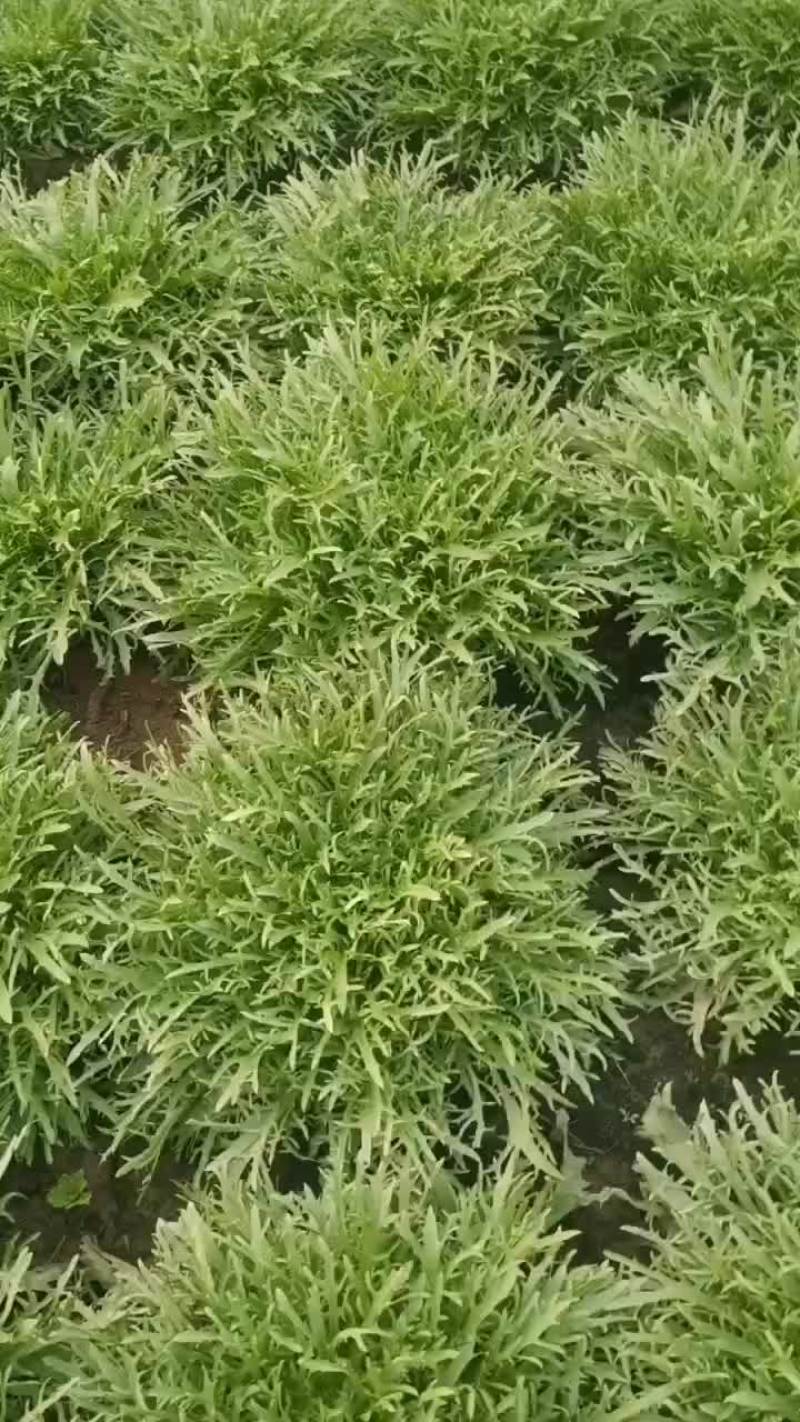 生菜，苦菊