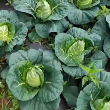 甘蓝
