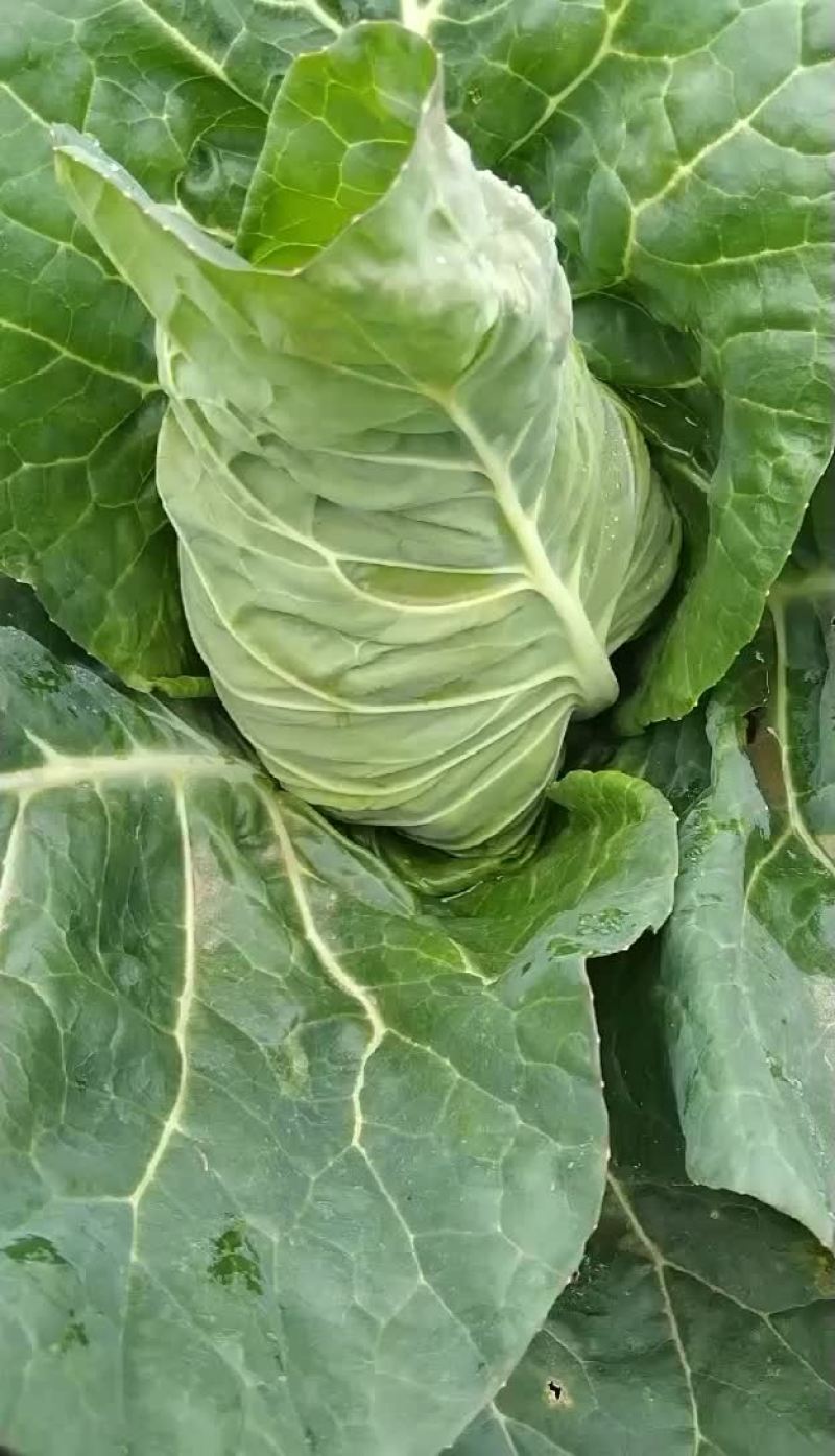 甘蓝
