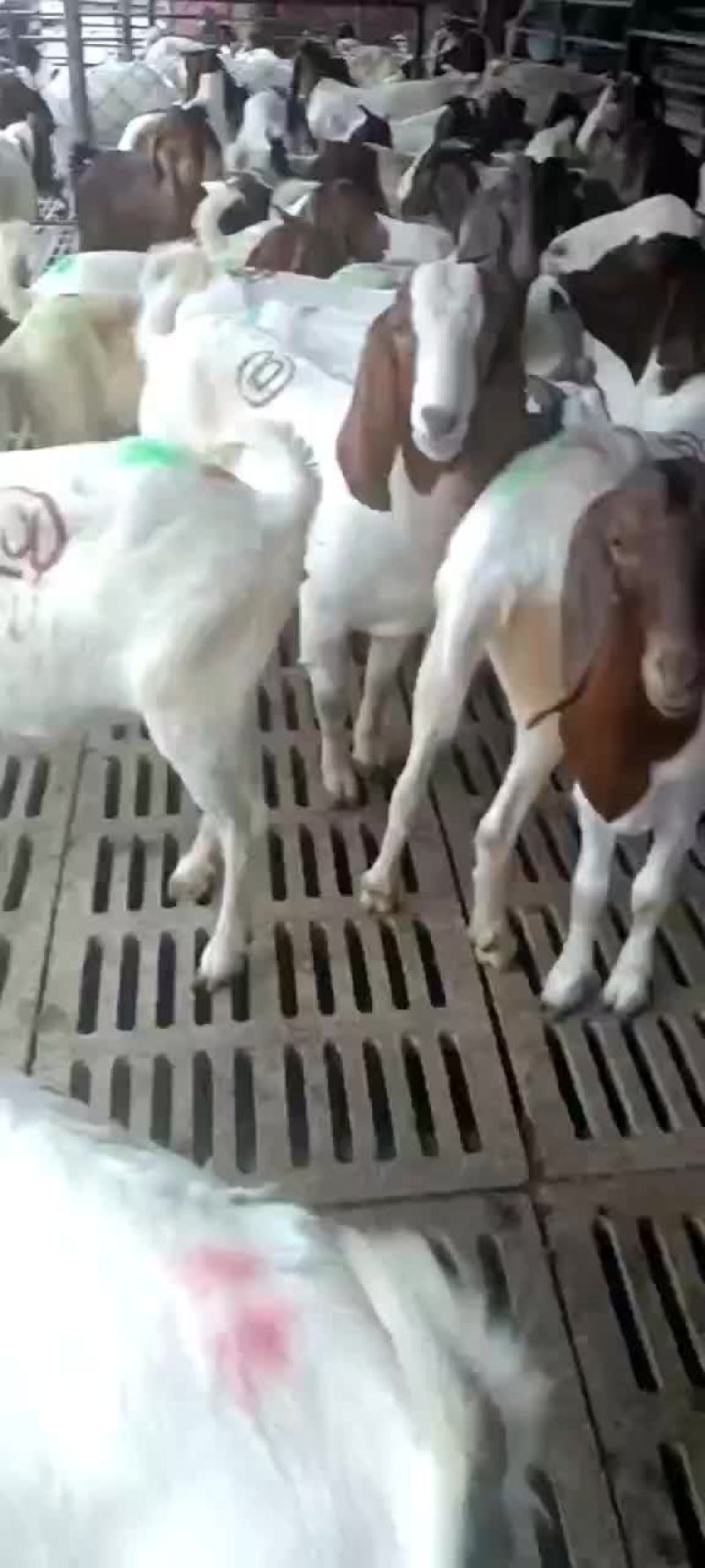 波尔山羊种羊