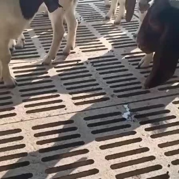波尔山羊种羊