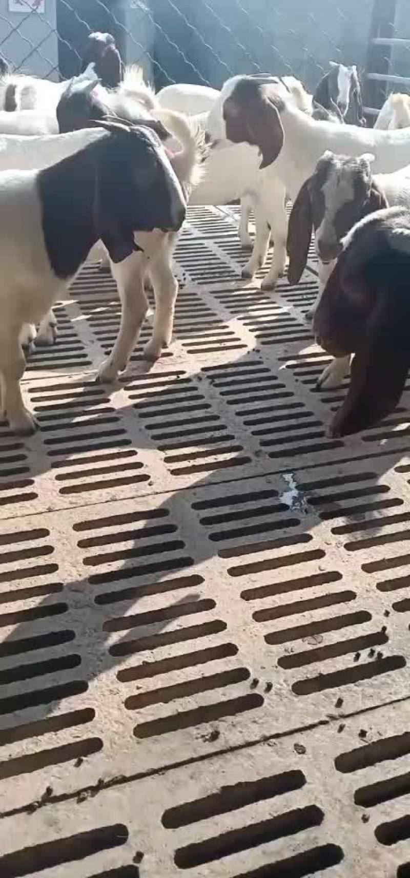 波尔山羊种羊