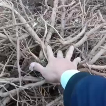 大量出售牡丹鲜根