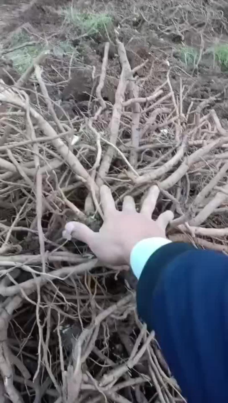 大量出售牡丹鲜根