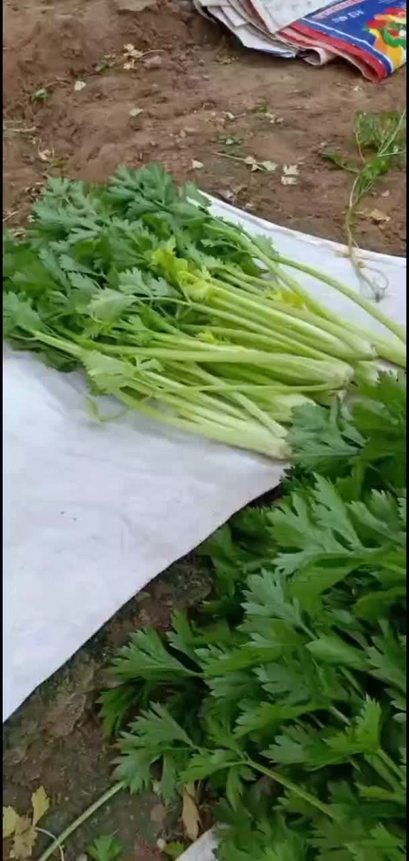 凌海小香玉芹菜谁要联系我