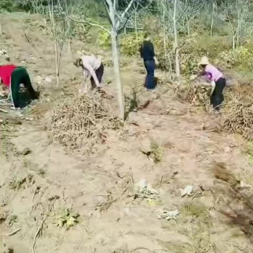 大量收购鲜牡丹根