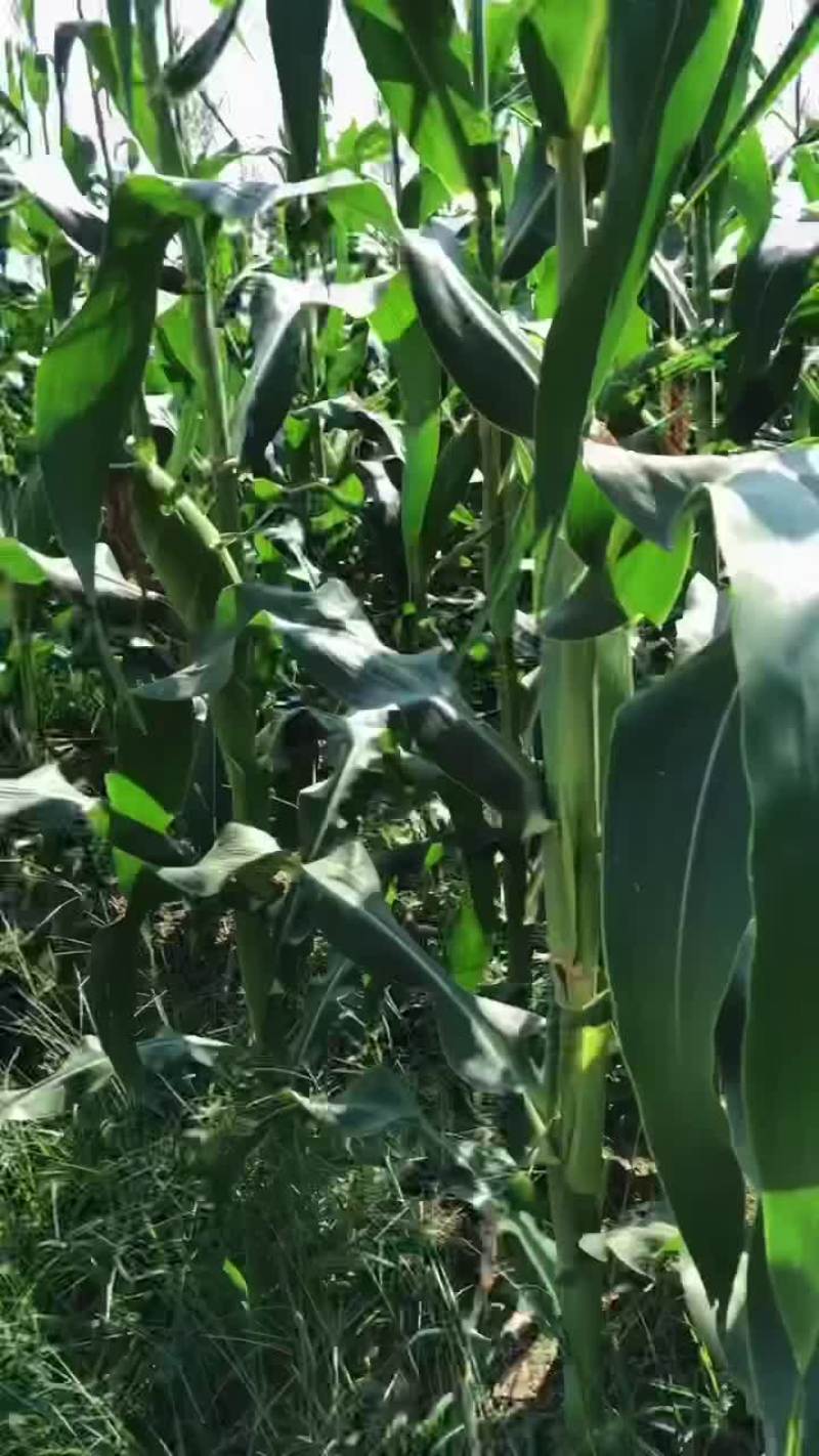 水果玉米