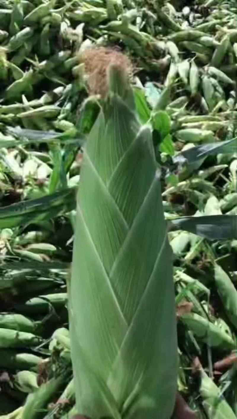 水果玉米