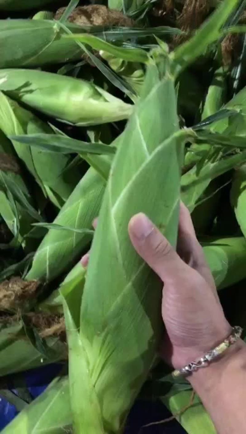 水果玉米大量上市