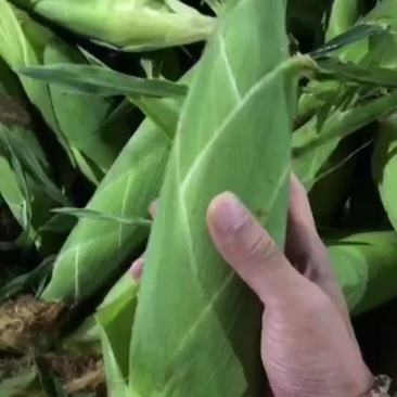 水果玉米大量上市