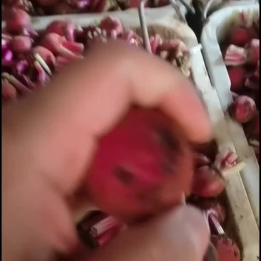 条纹萝卜