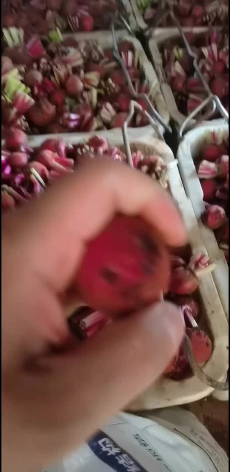条纹萝卜