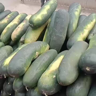 黑皮冬瓜全国各地发货价格优美