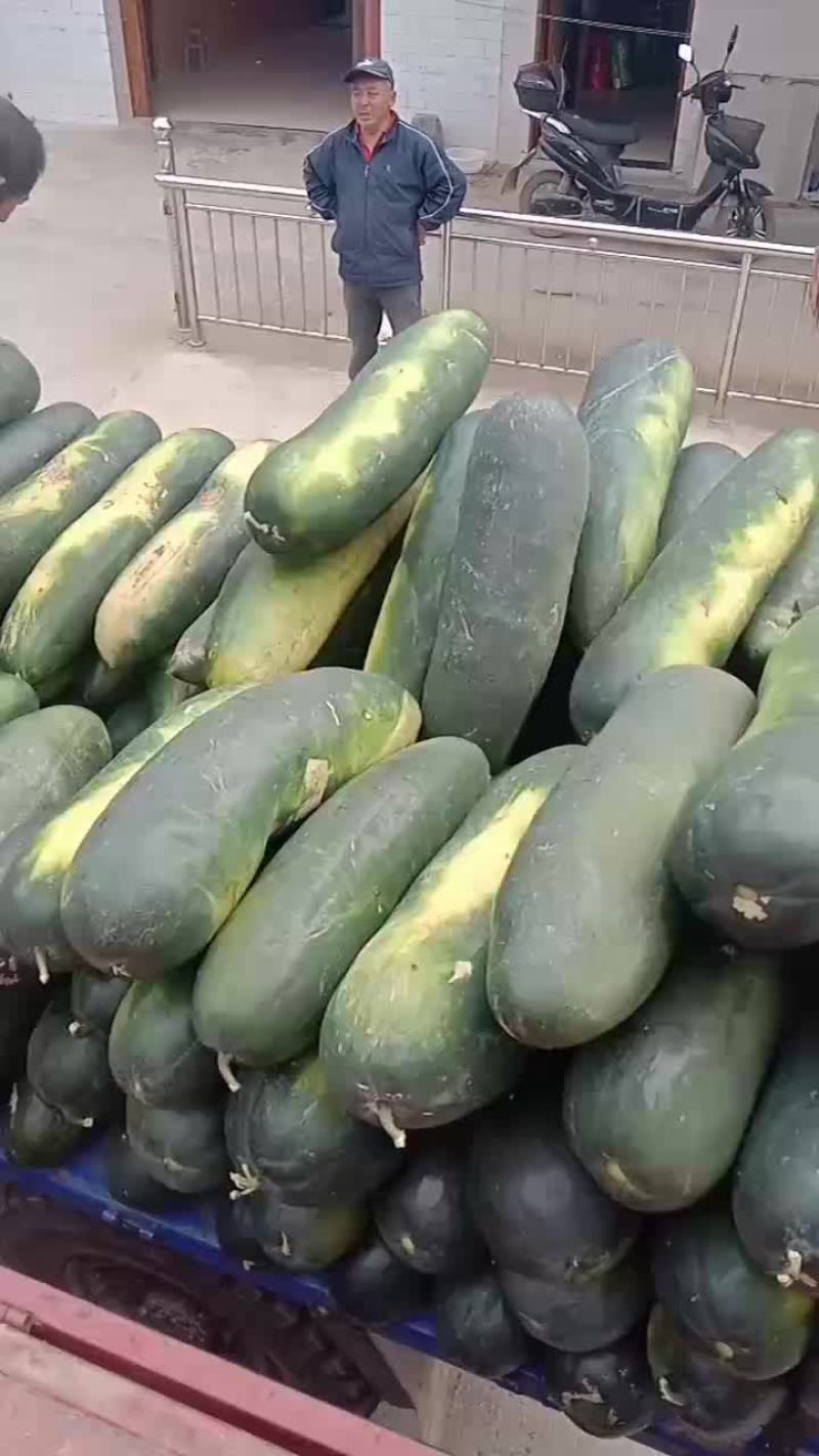 黑皮冬瓜全国各地发货价格优美