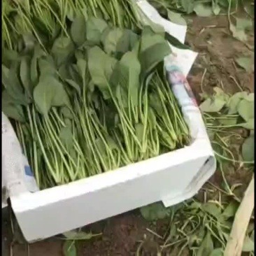 菠菜