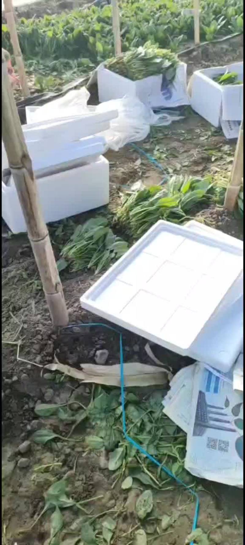 菠菜