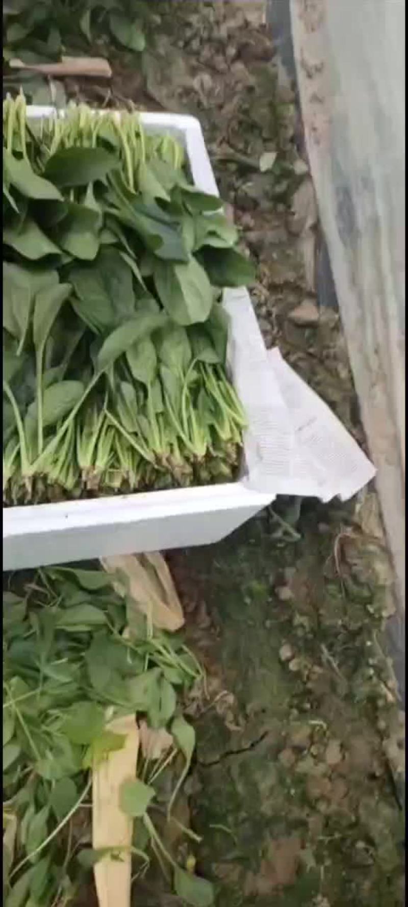 菠菜
