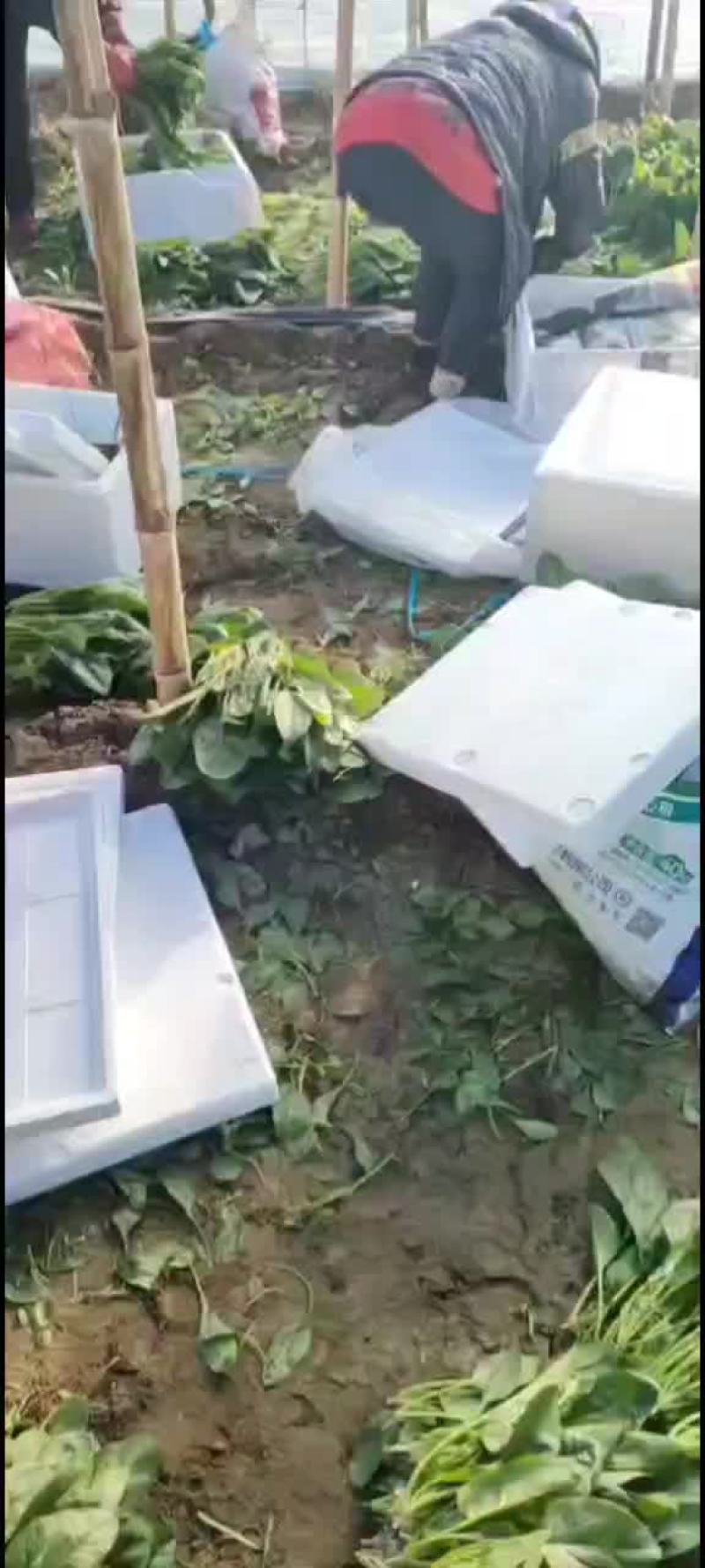 菠菜