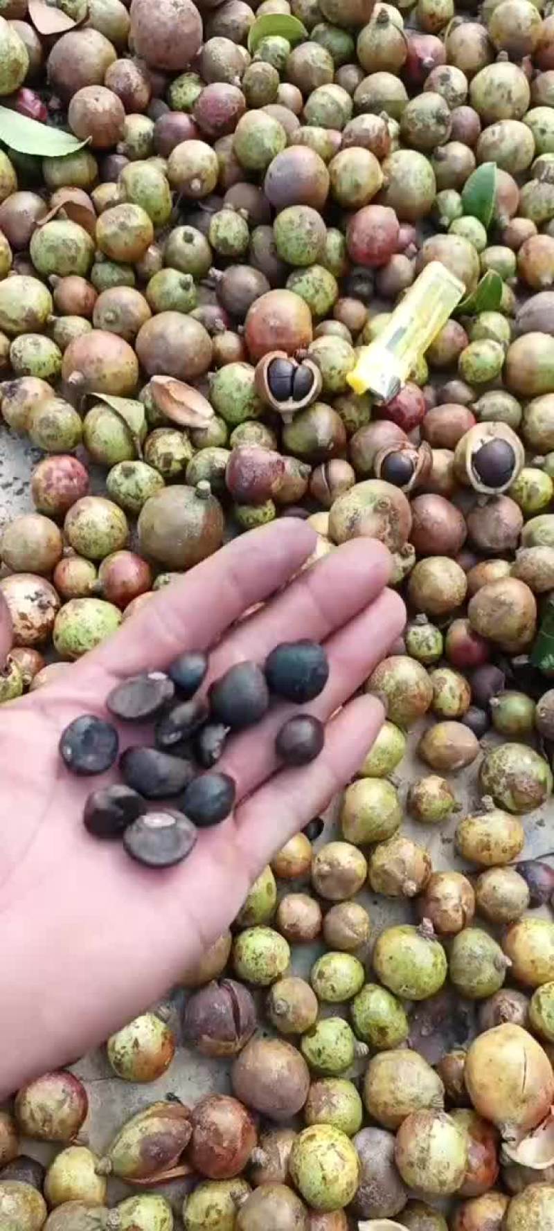 油茶生果