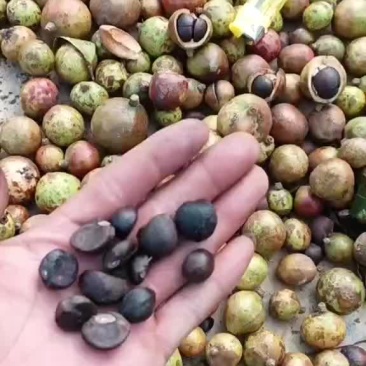 油茶生果