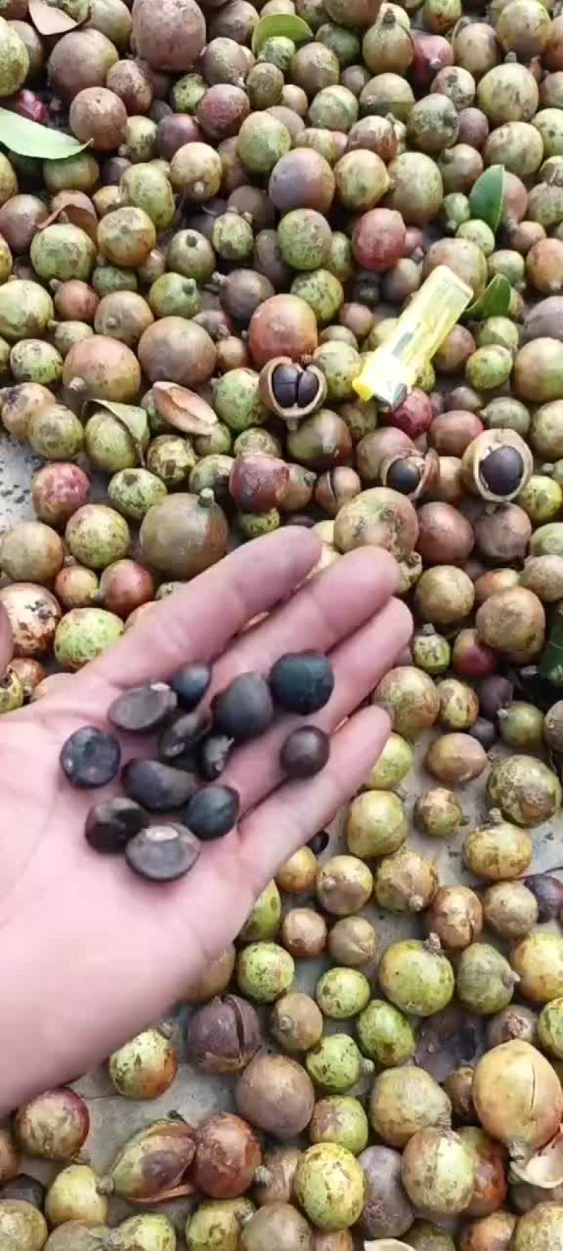 油茶生果