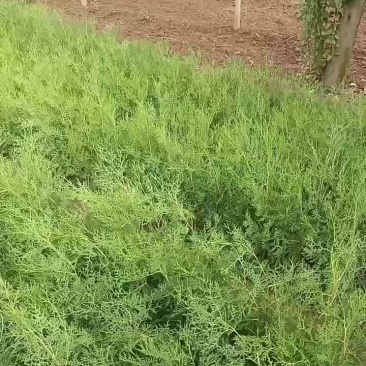 侧柏80起